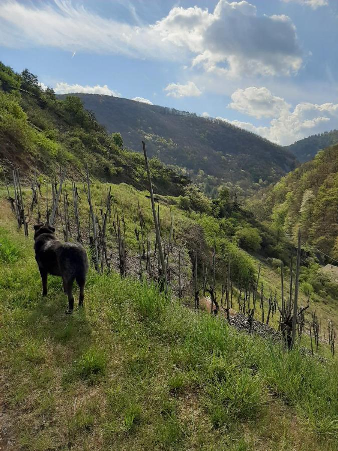 Alkener Elfenhaus Mit Kostenlosen Gaeste Ticket Luaran gambar
